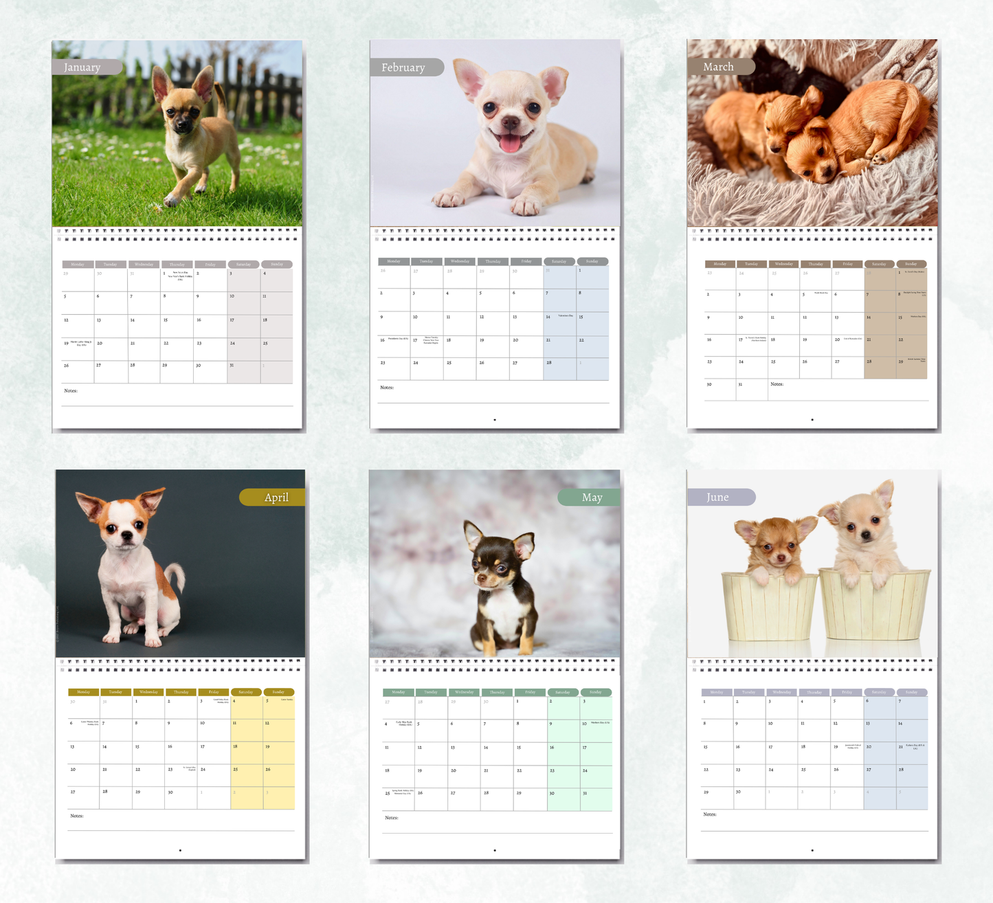 Chihuahua Puppies Calendar 2027