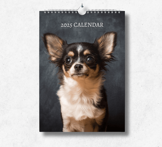 2025 Chihuahua calendar featuring a portrait of a black, brown and white chihuahua, looking into the camera on a patchy black background.