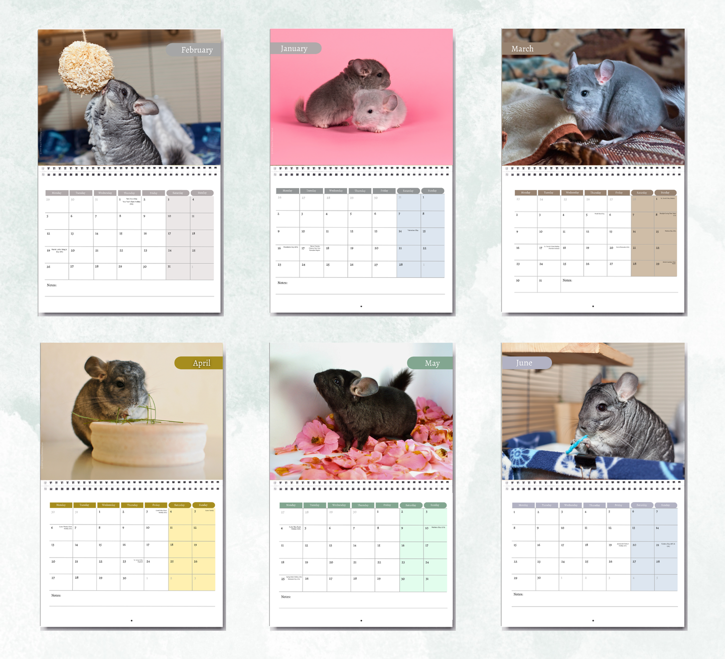 Chinchilla Calendar 2027
