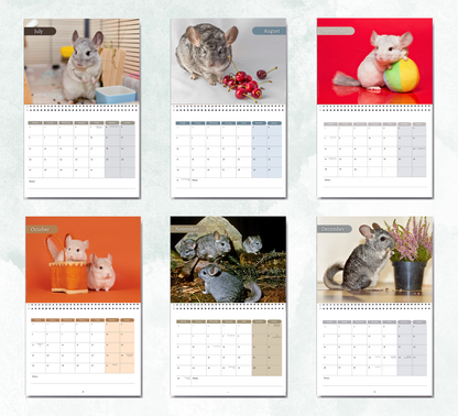 Chinchilla Calendar 2027