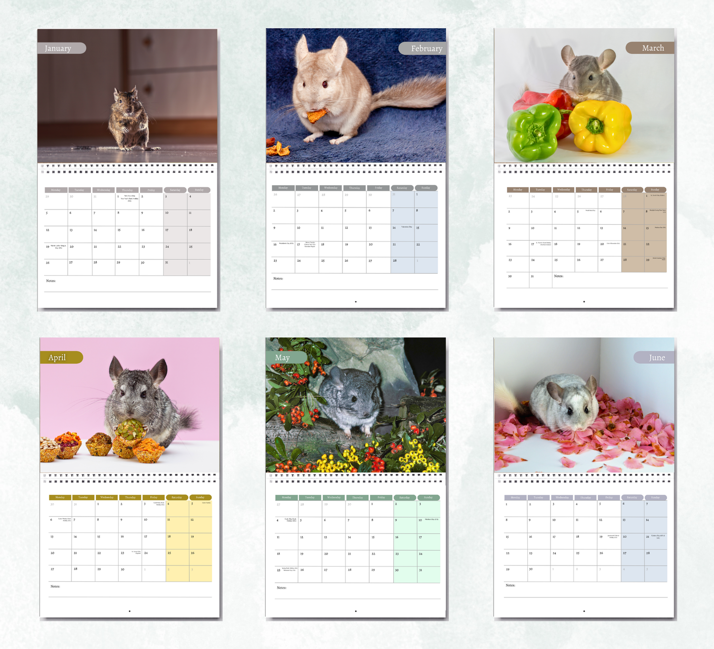 Chinchilla Calendar 2026