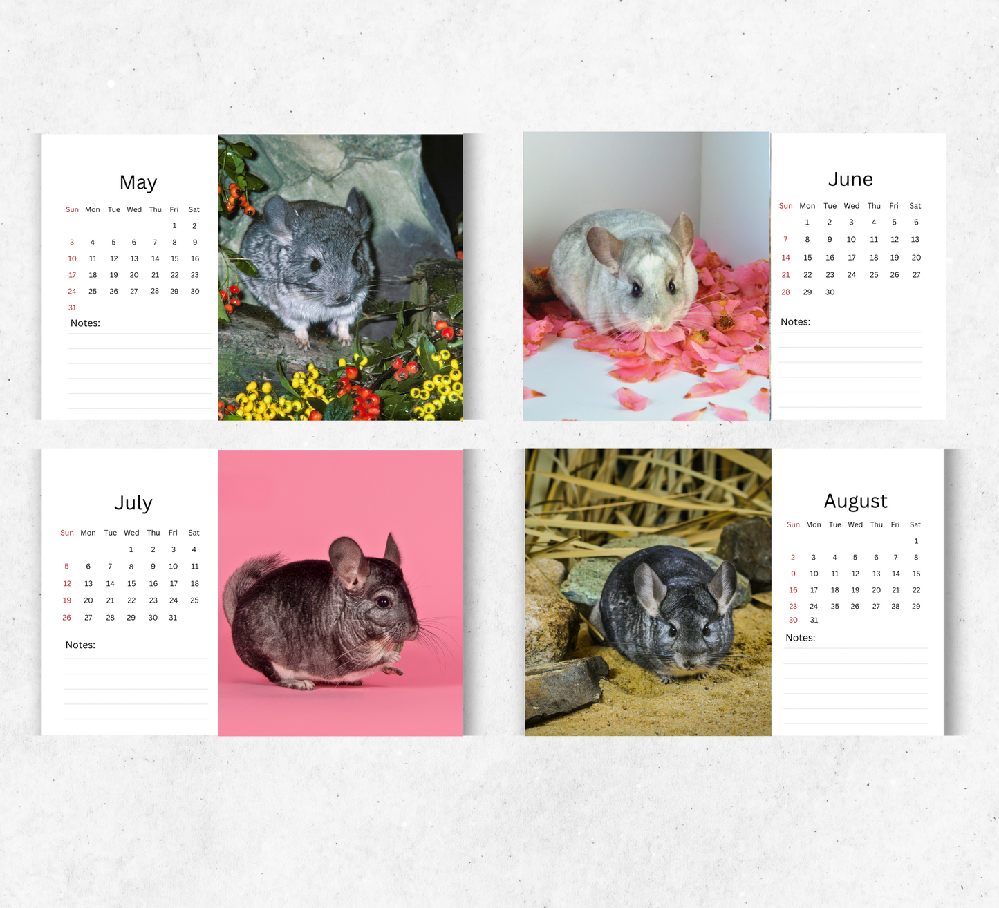 Chinchilla Desk Calendar 2026-2027