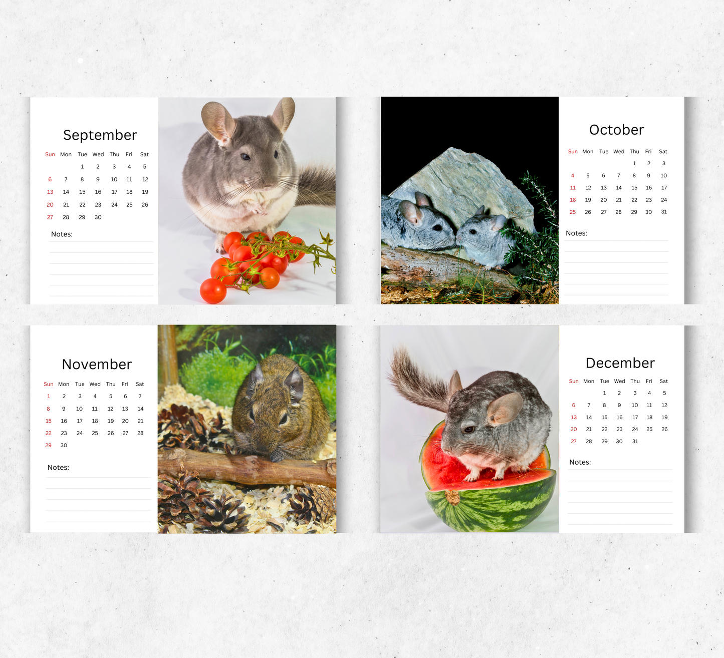Chinchilla Desk Calendar 2026-2027