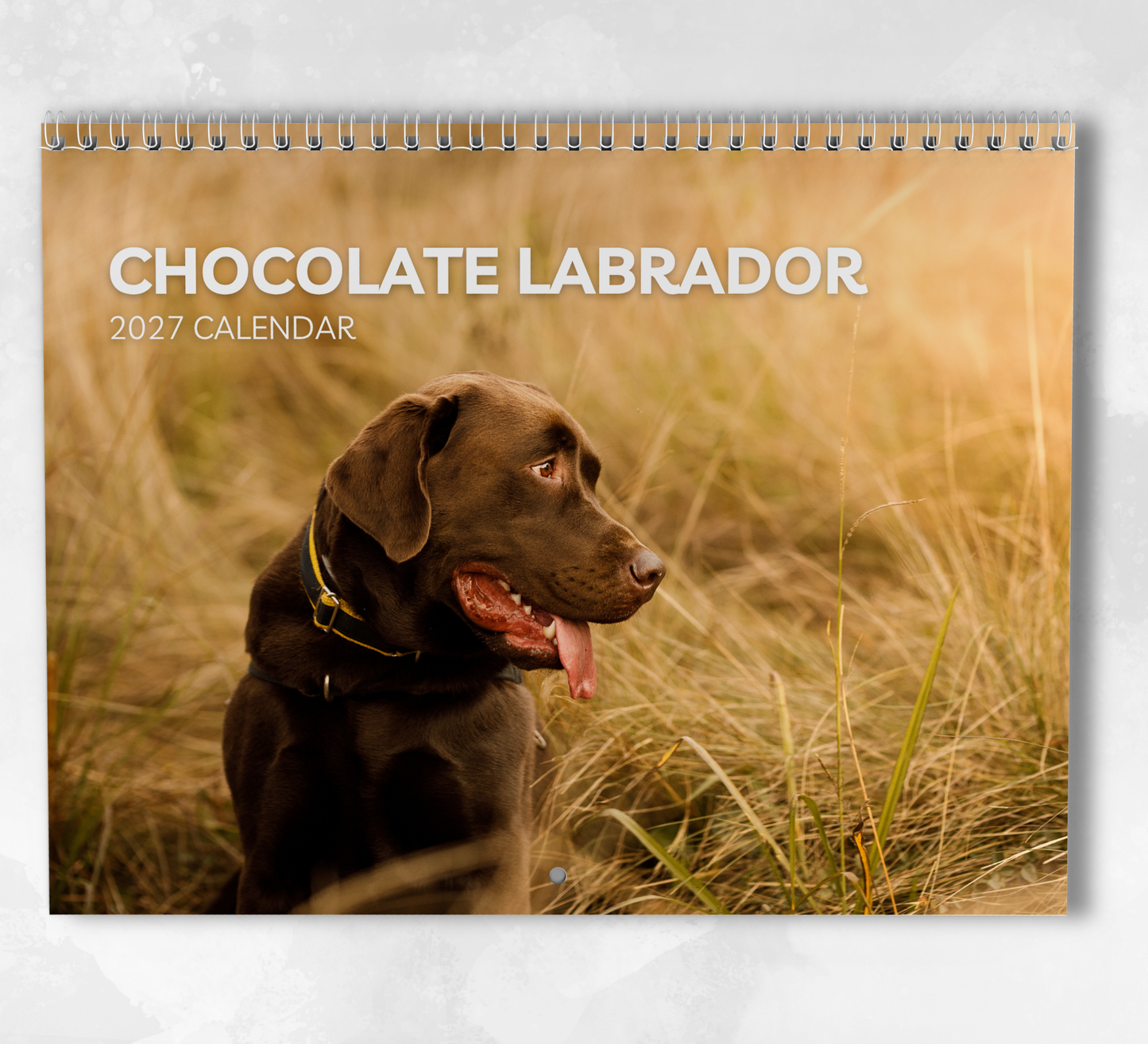Chocolate Labrador Calendar 2027