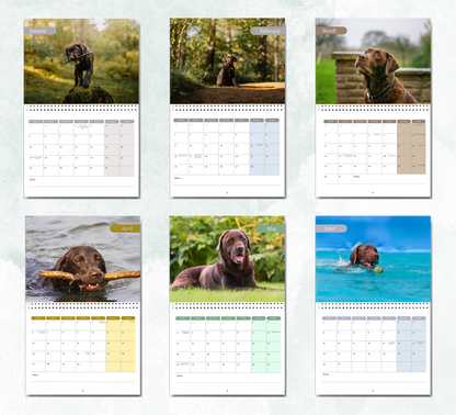 Chocolate Labrador Calendar 2027