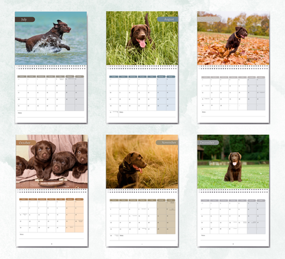 Chocolate Labrador Calendar 2027