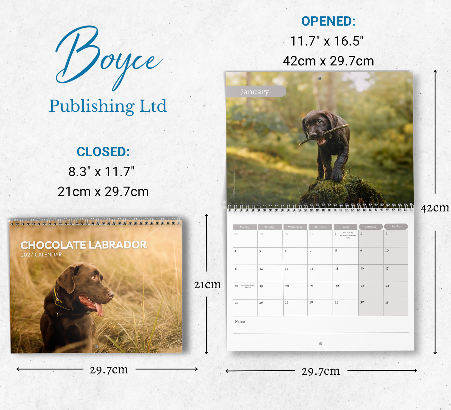 Chocolate Labrador Calendar 2027