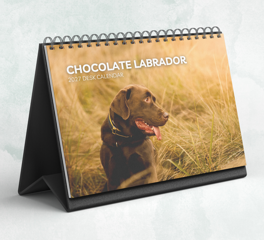 Chocolate Labrador Desk Calendar 2027-2028