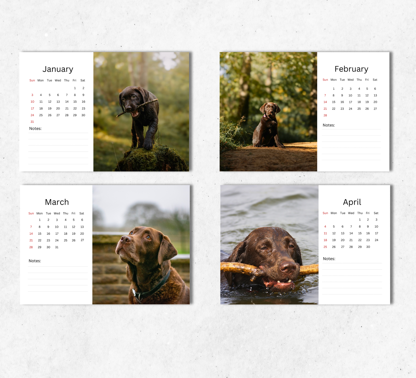Chocolate Labrador Desk Calendar 2027-2028