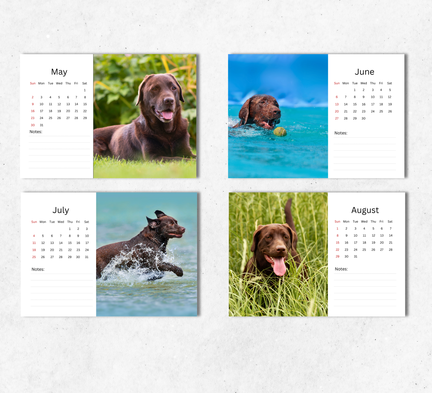 Chocolate Labrador Desk Calendar 2027-2028
