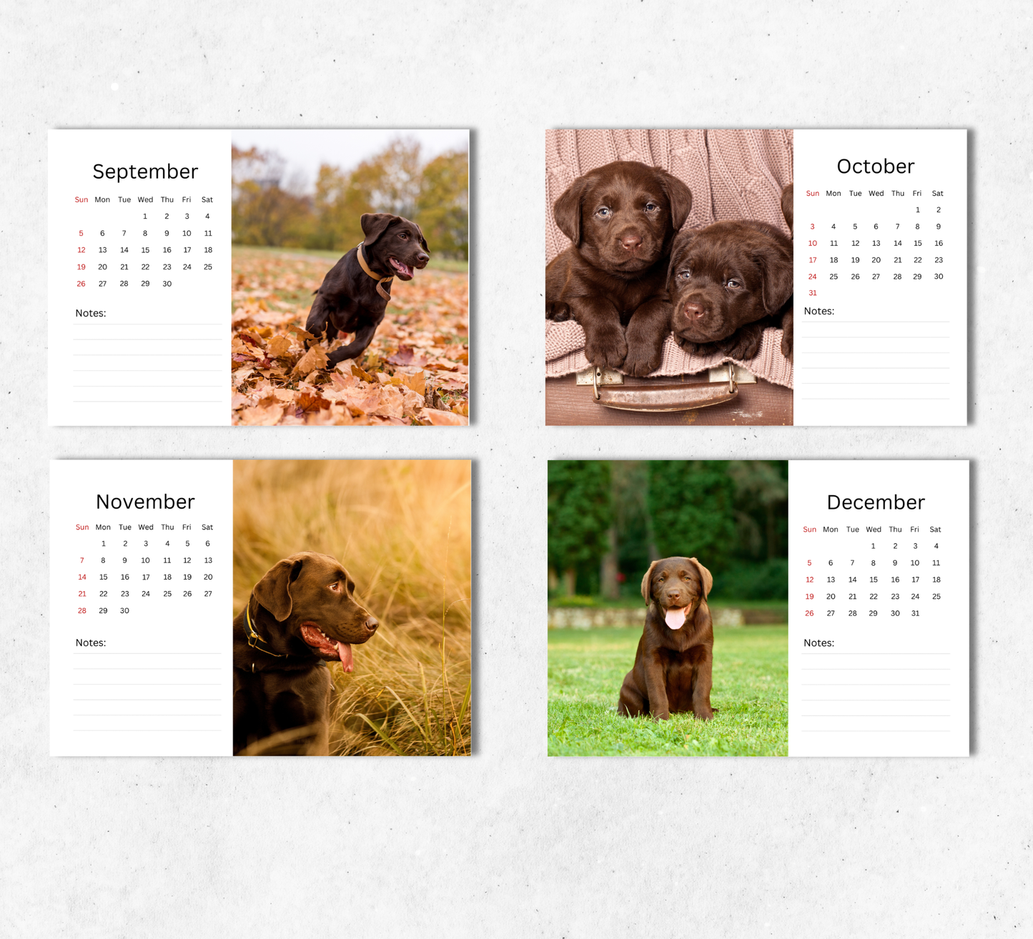 Chocolate Labrador Desk Calendar 2027-2028