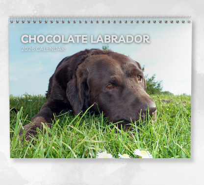 Chocolate Labrador Calendar 2026