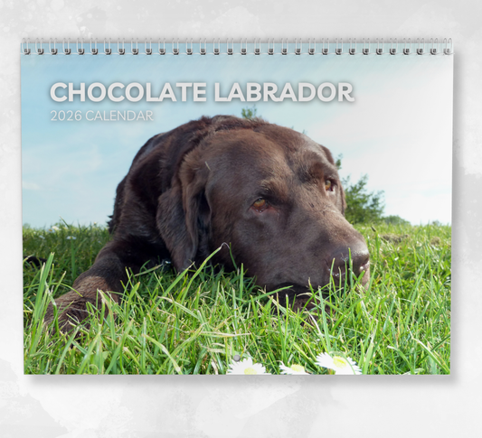 Chocolate Labrador Calendar 2026