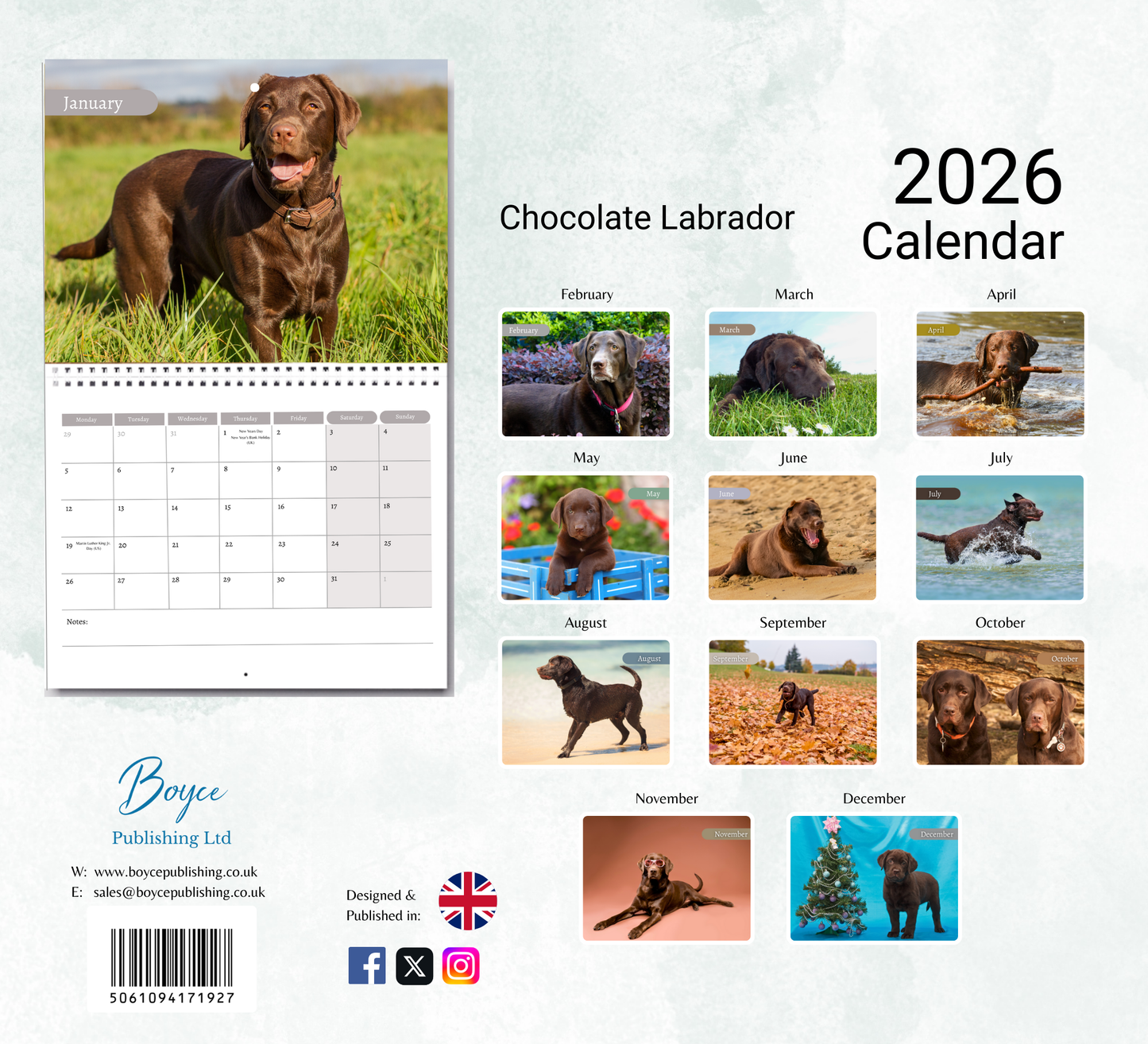 Chocolate Labrador Calendar 2026