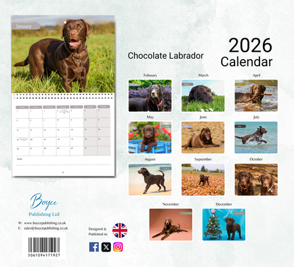 Chocolate Labrador Calendar 2026