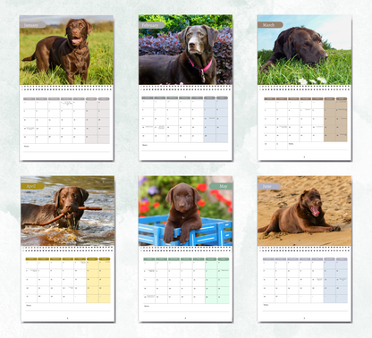 Chocolate Labrador Calendar 2026