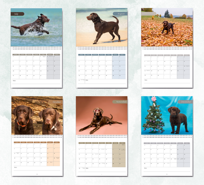 Chocolate Labrador Calendar 2026
