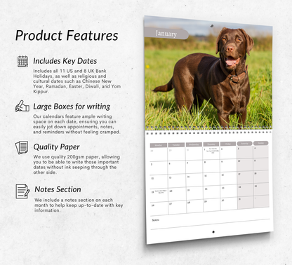 Chocolate Labrador Calendar 2026