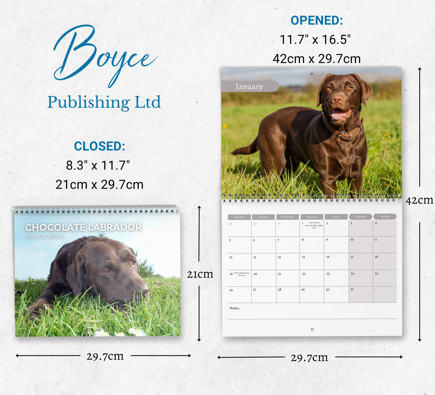 Chocolate Labrador Calendar 2026