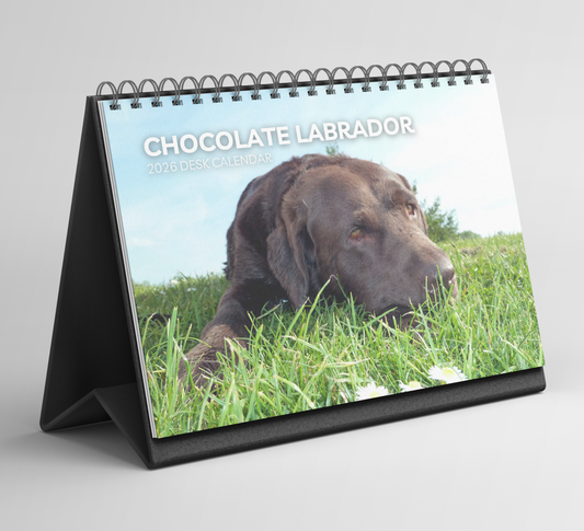 Chocolate Labrador Desk Calendar 2026-2027