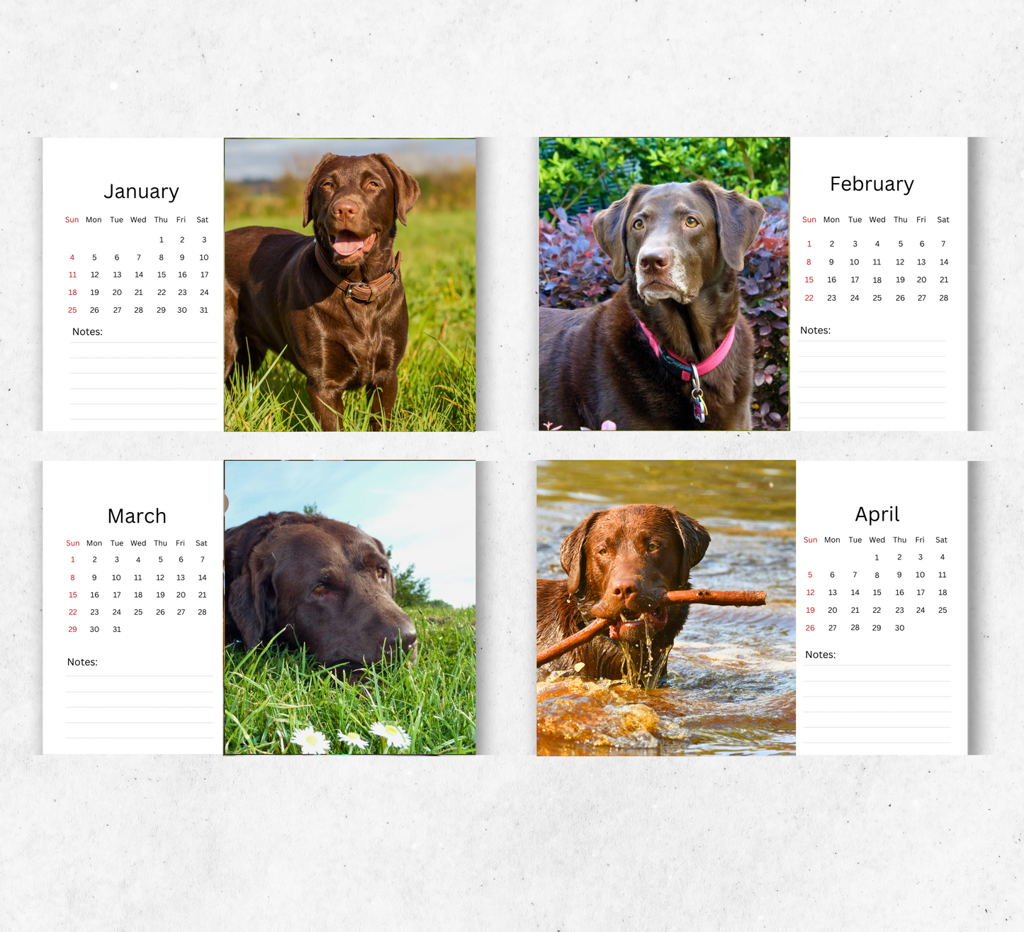 Chocolate Labrador Desk Calendar 2026-2027