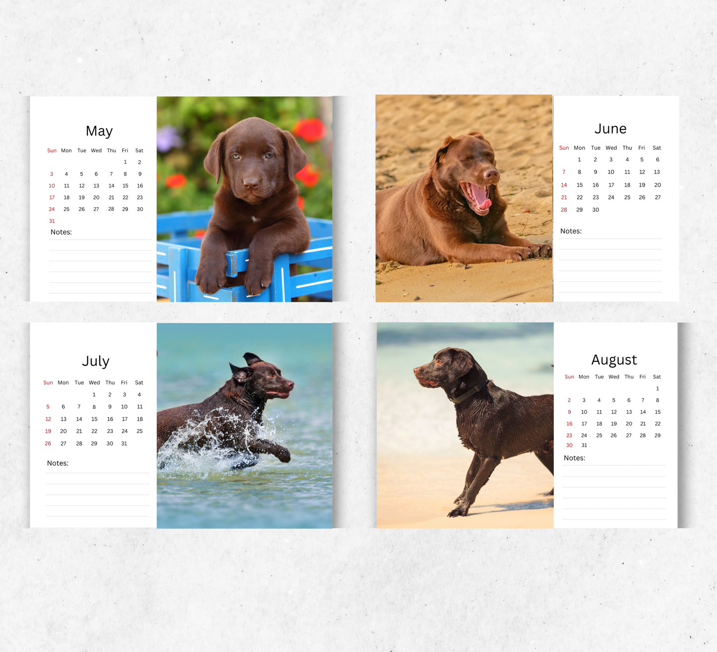 Chocolate Labrador Desk Calendar 2026-2027