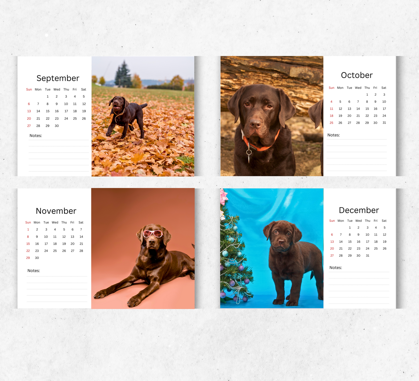 Chocolate Labrador Desk Calendar 2026-2027