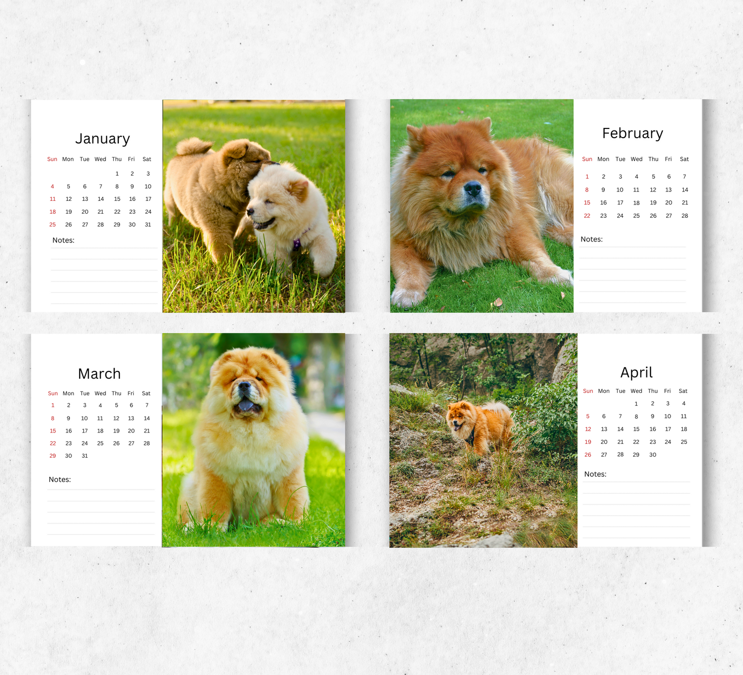 Chow Chow Desk Calendar 2026-2027