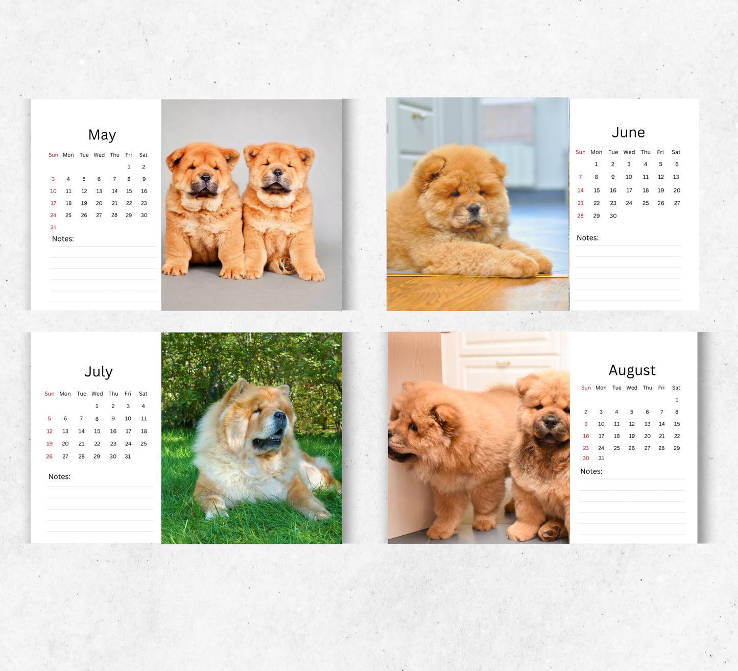 Chow Chow Desk Calendar 2026-2027