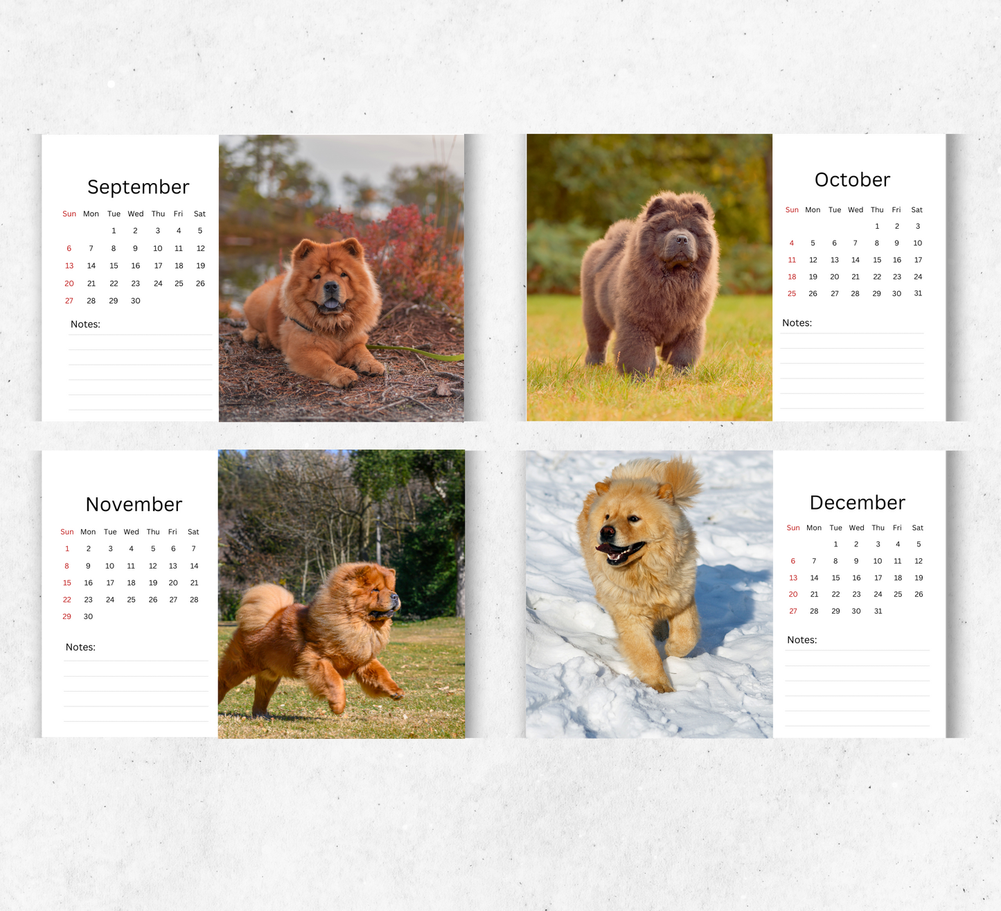 Chow Chow Desk Calendar 2026-2027