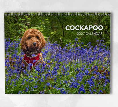 Cockapoo Calendar 2027