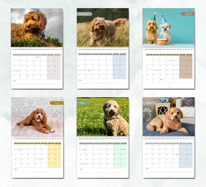 Cockapoo Calendar 2027