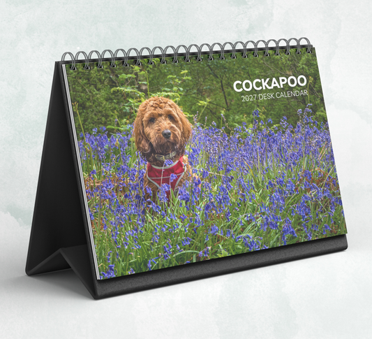 Cockapoo Desk Calendar 2027-2028