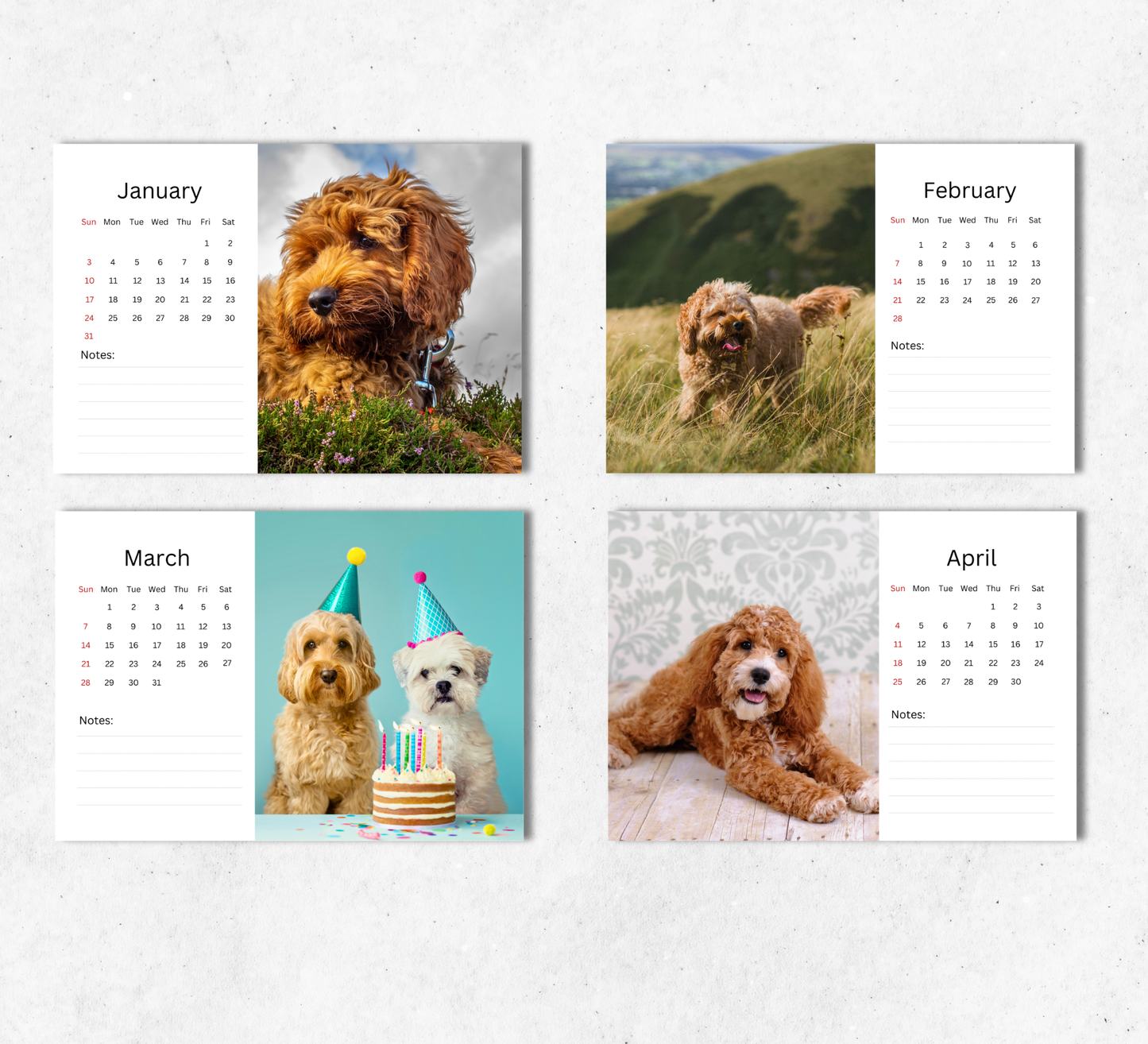 Cockapoo Desk Calendar 2027-2028