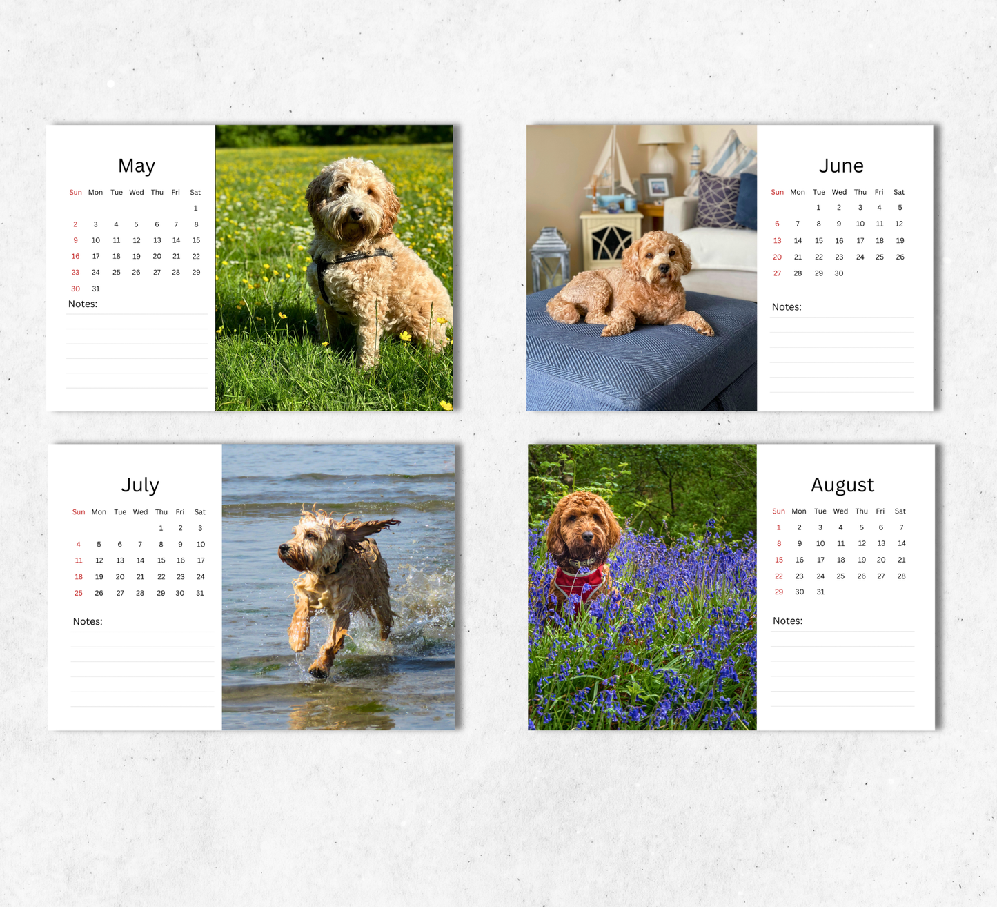 Cockapoo Desk Calendar 2027-2028