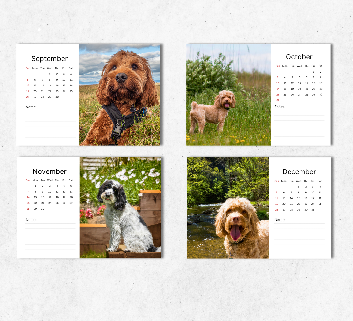 Cockapoo Desk Calendar 2027-2028