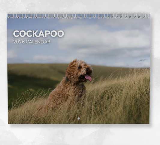 Cockapoo Calendar 2026