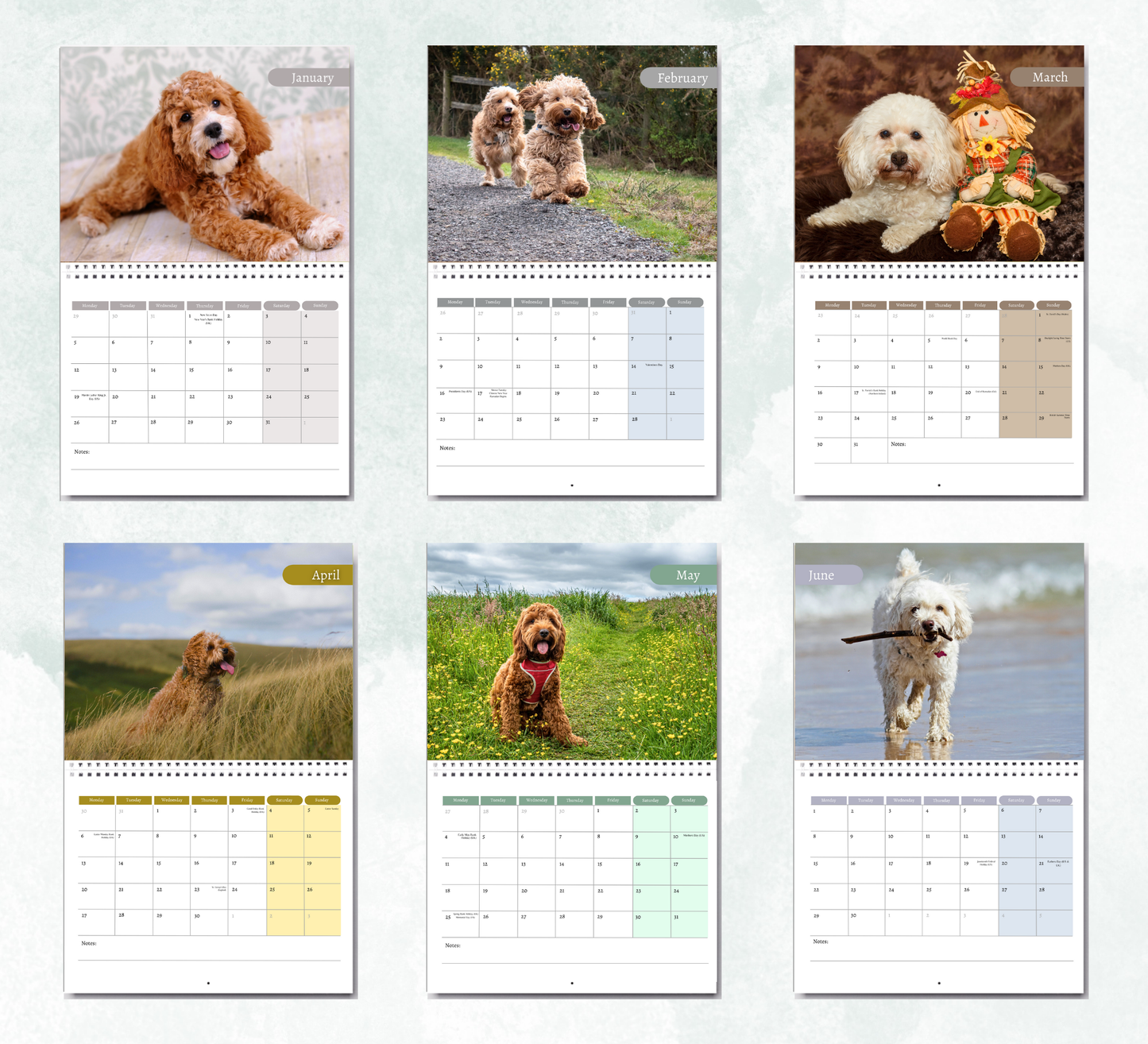 Cockapoo Calendar 2026