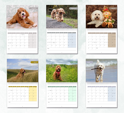 Cockapoo Calendar 2026