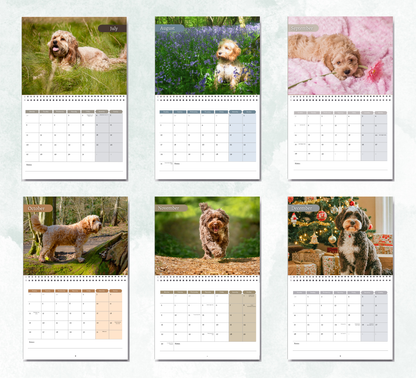 Cockapoo Calendar 2026