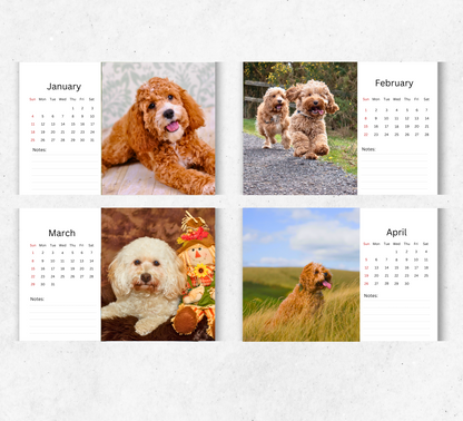 Cockapoo Desk Calendar 2026-2027