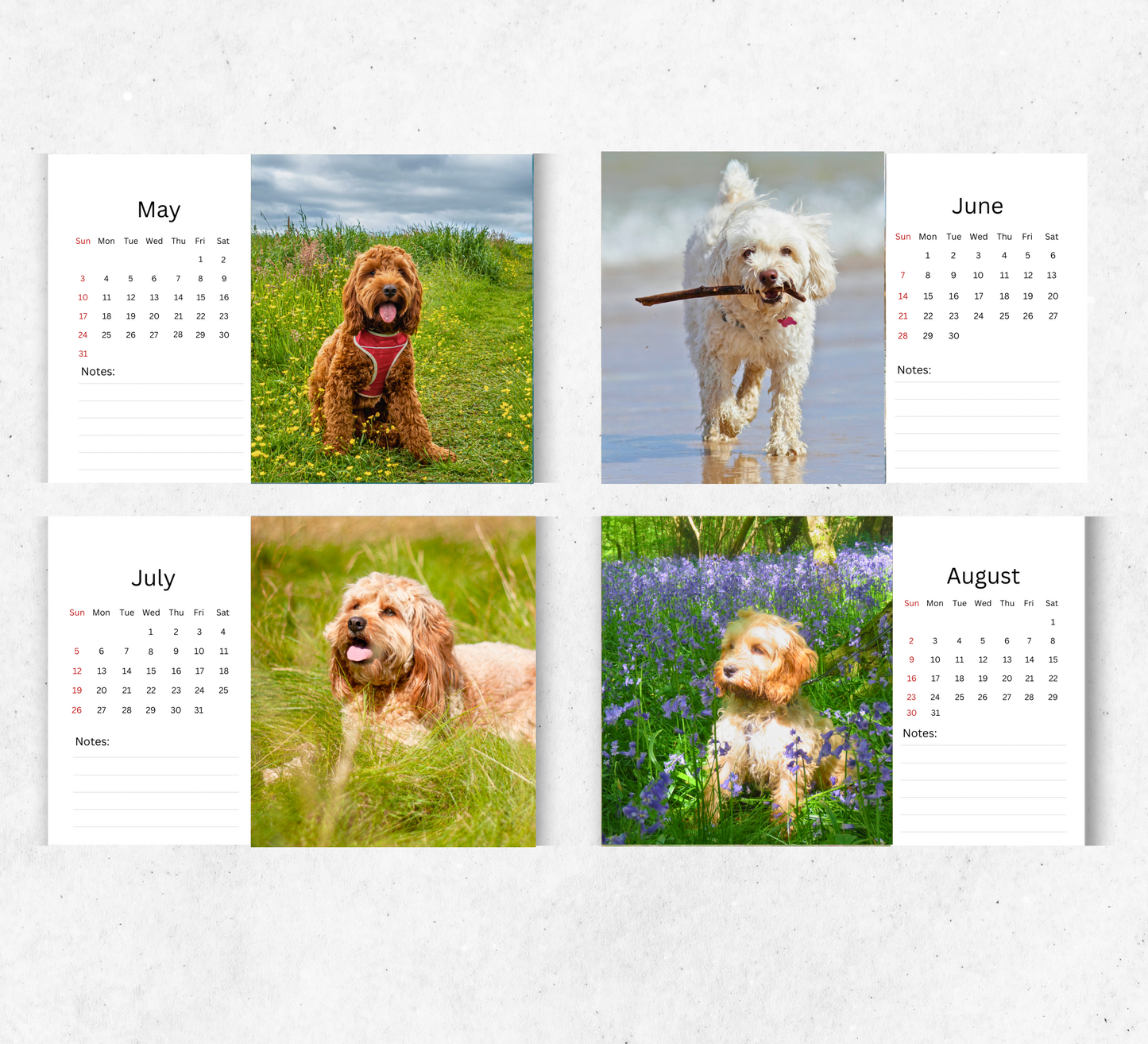Cockapoo Desk Calendar 2026-2027