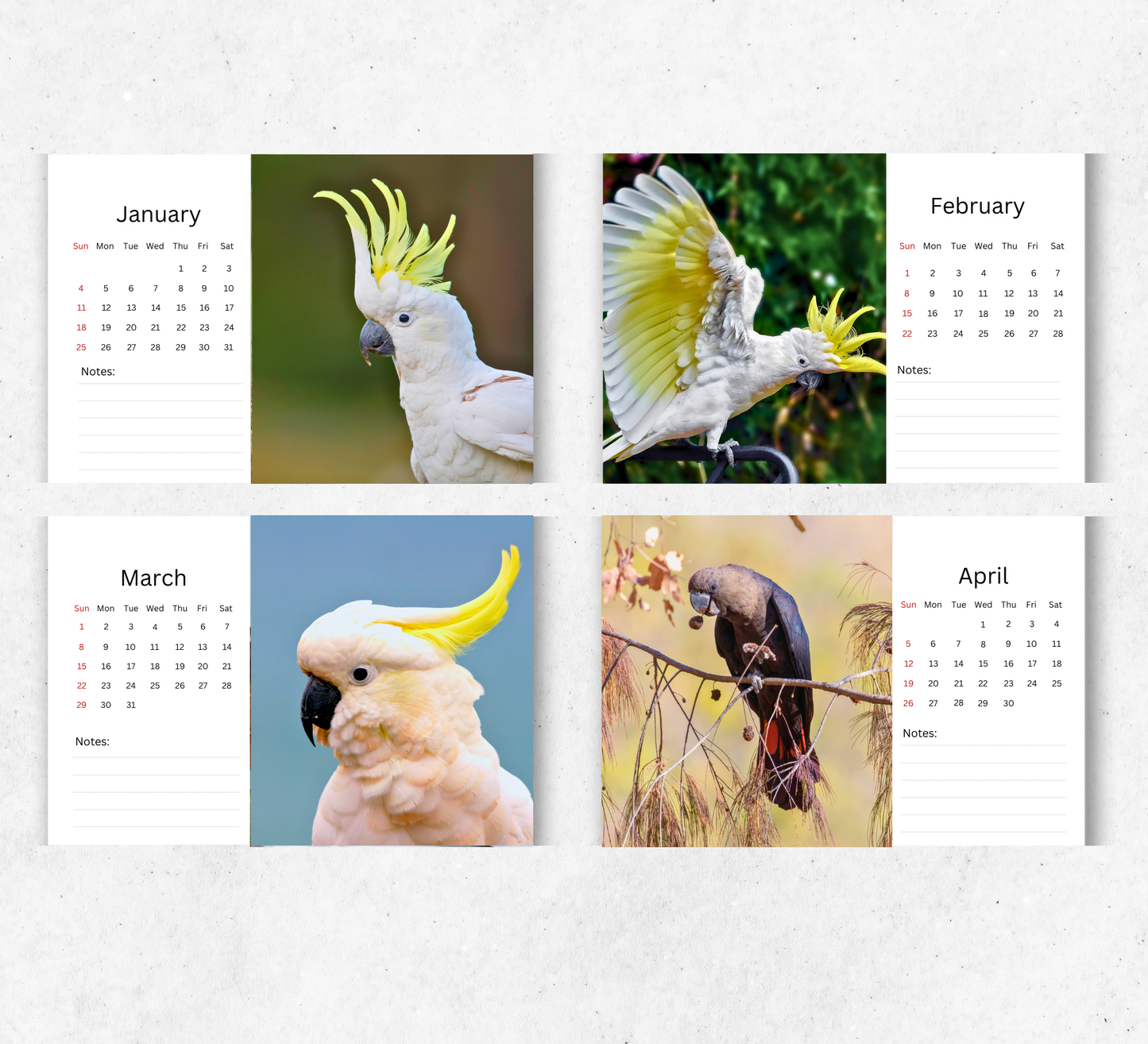 Cockatoo Desk Calendar 2026-2027