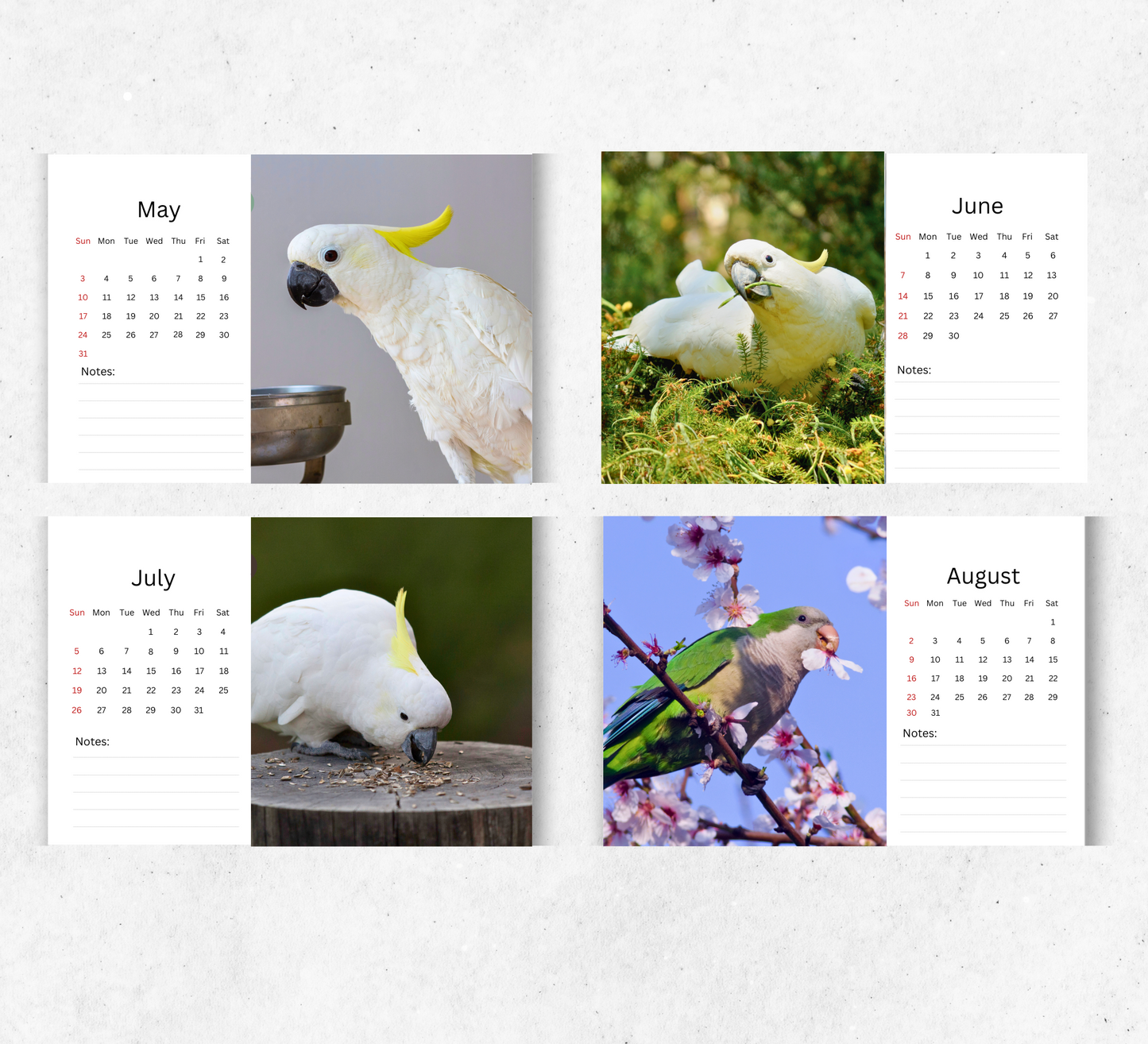 Cockatoo Desk Calendar 2026-2027