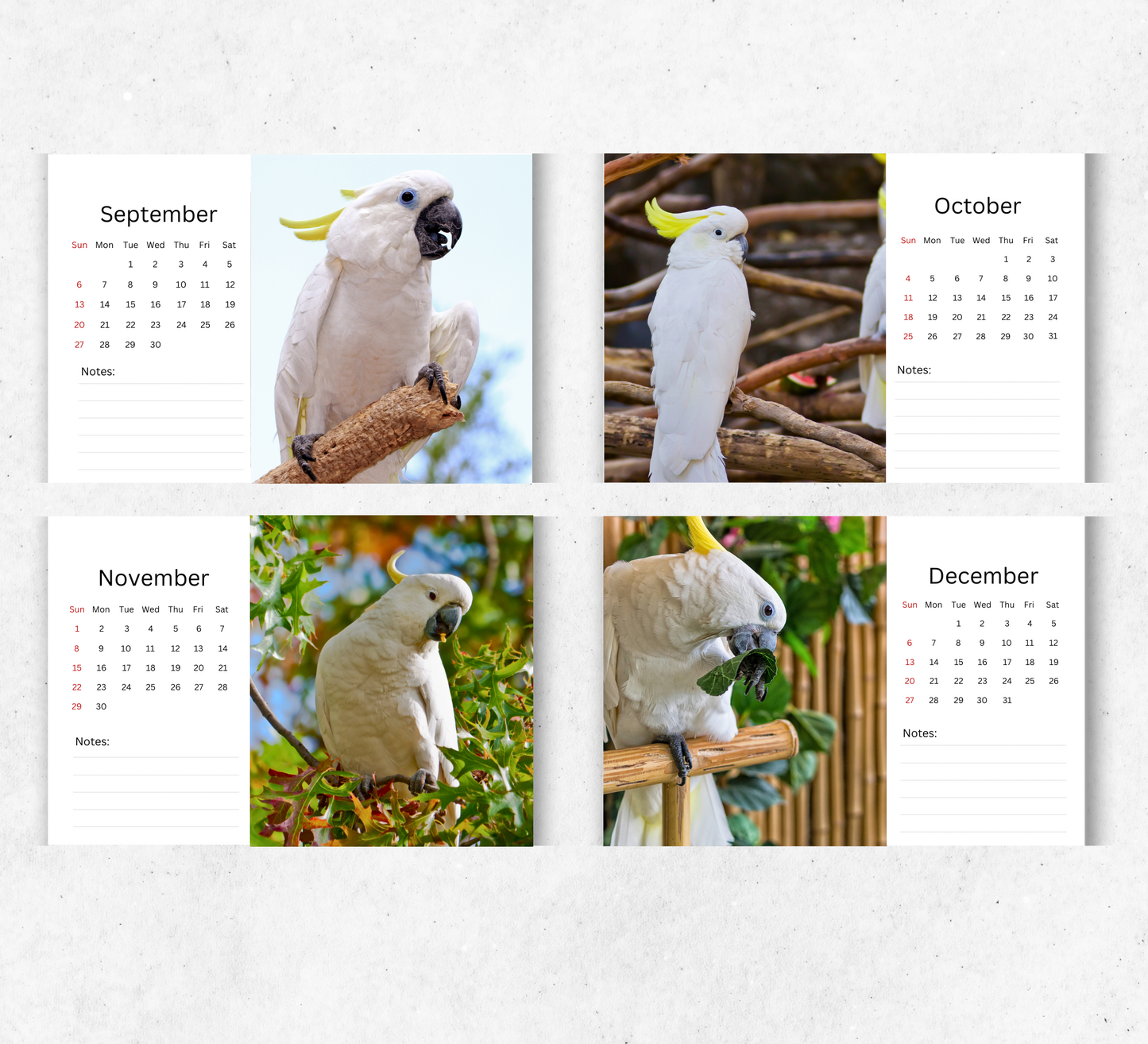 Cockatoo Desk Calendar 2026-2027