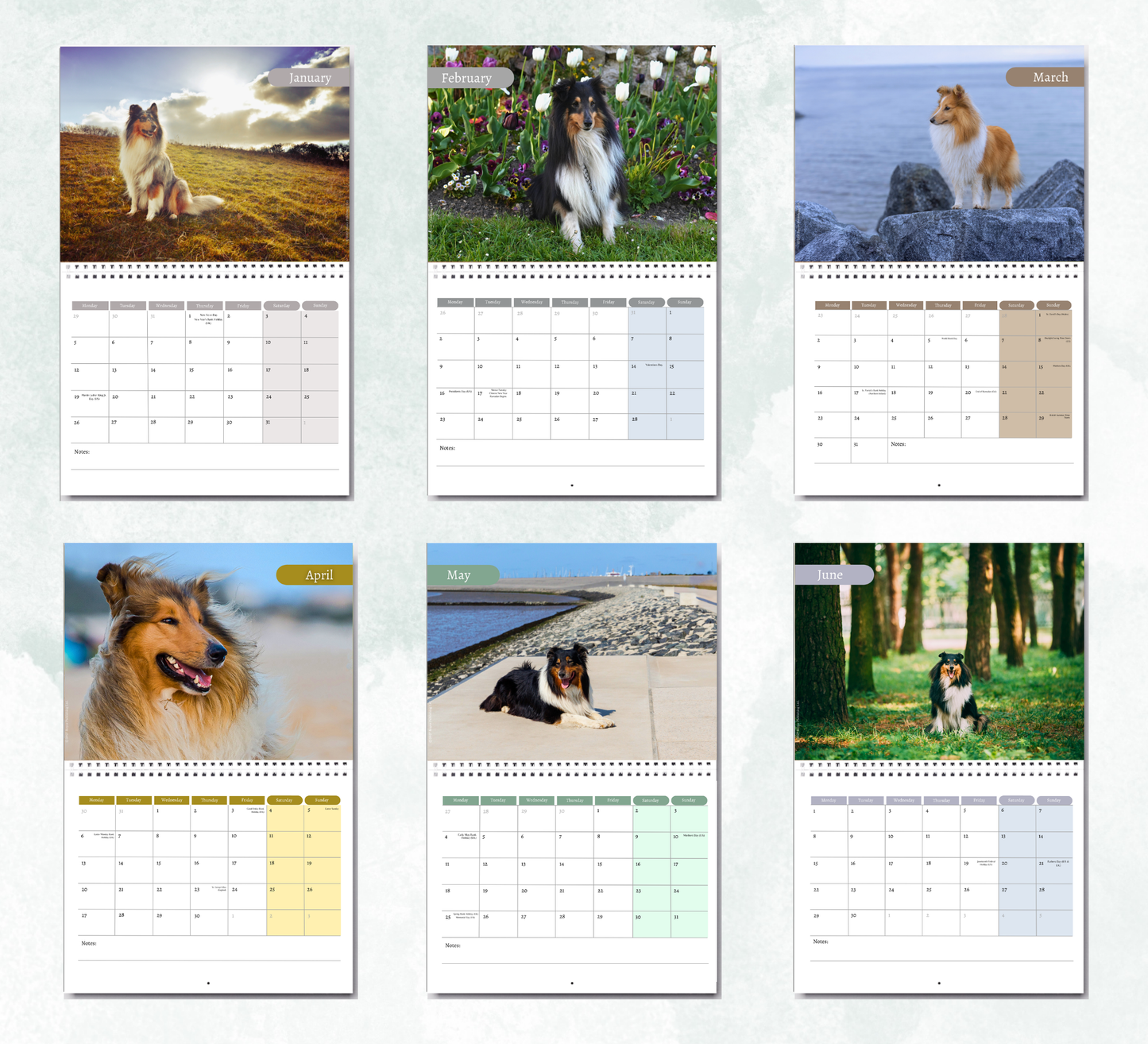 Collie Calendar 2027