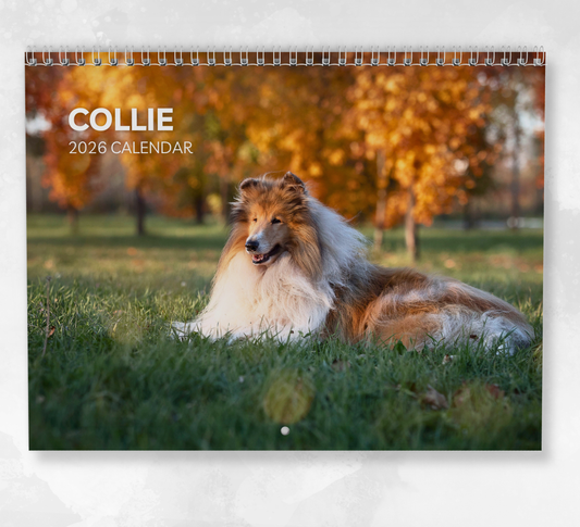 Collie Calendar 2026