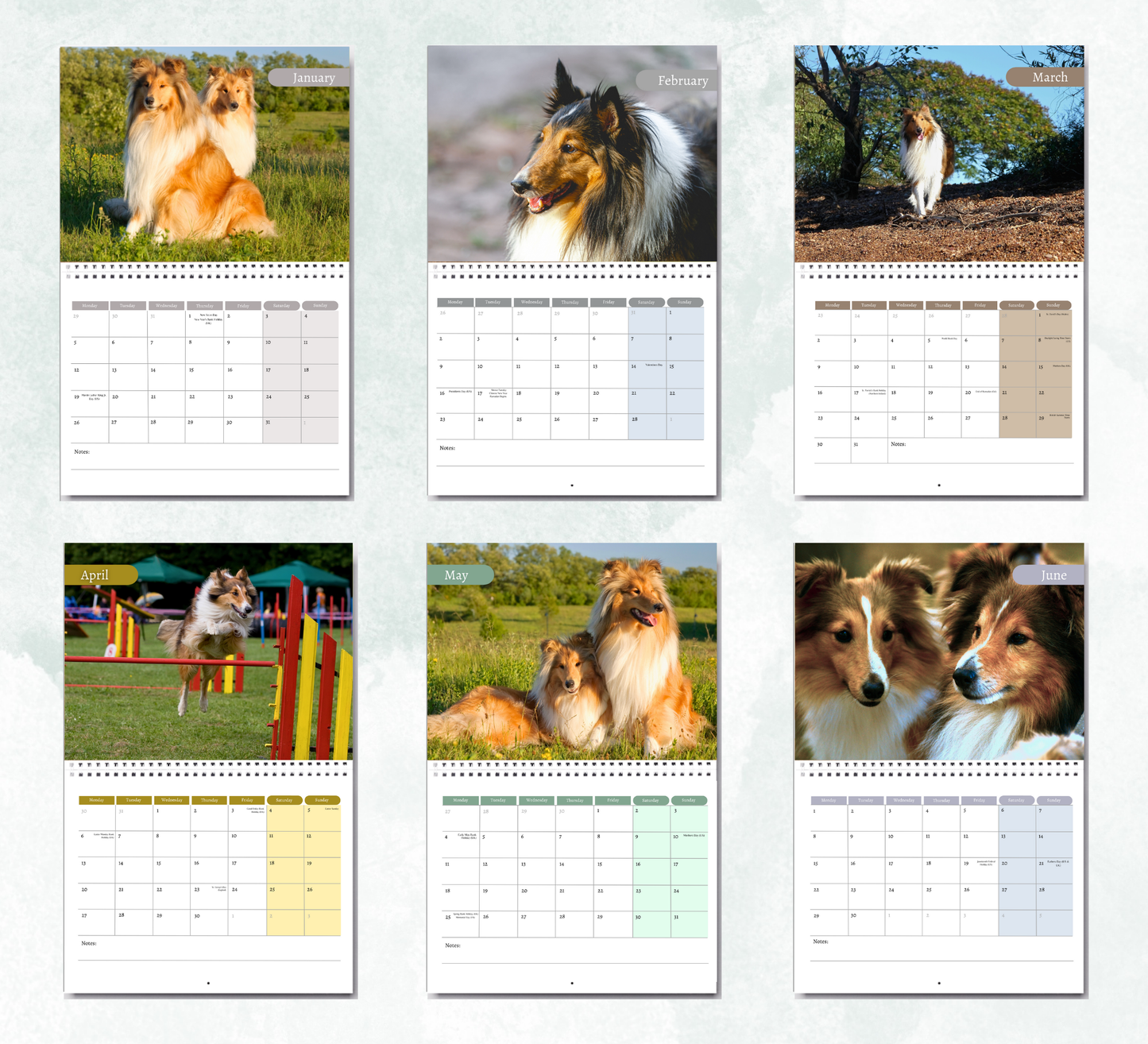 Collie Calendar 2026