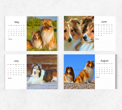 Collie Desk Calendar 2026-2027