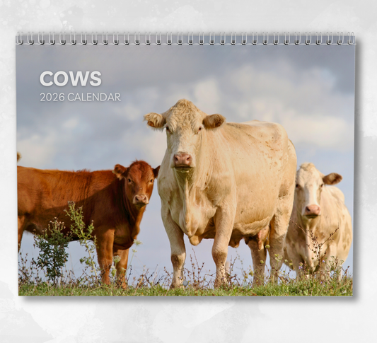 Cows Calendar 2026